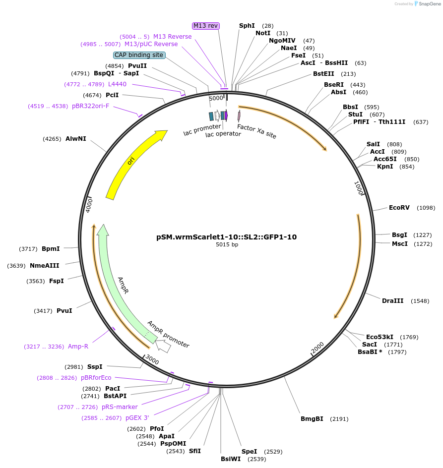 234318-plasmid-map-sequence-id-465772