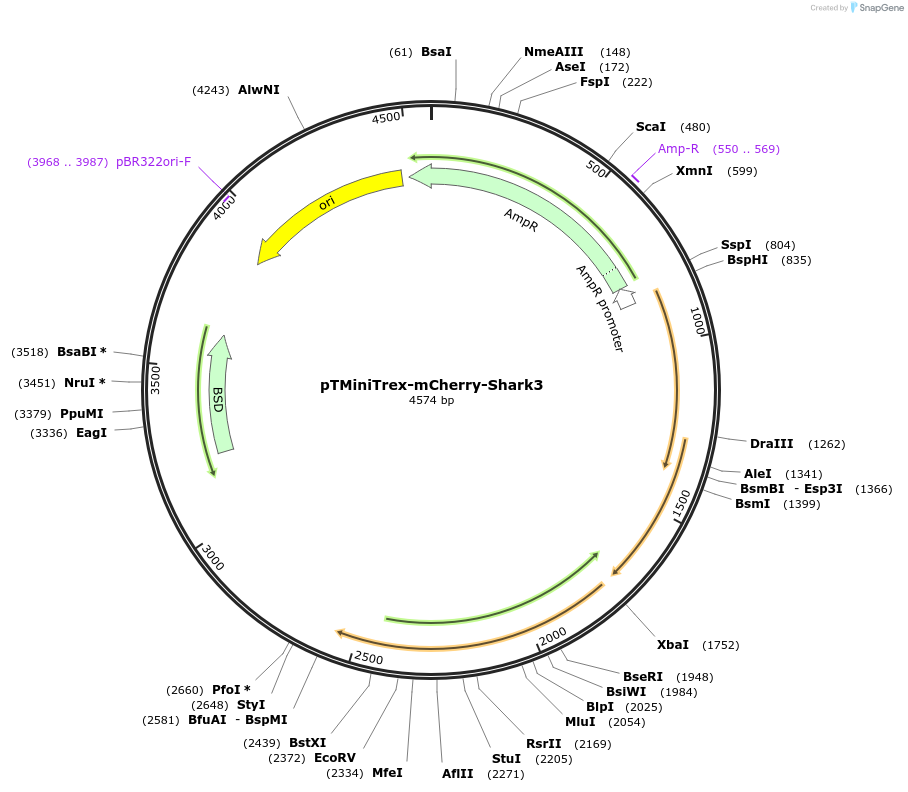 233145-plasmid-map-sequence-id-465793