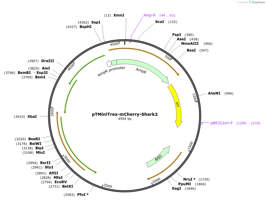 233144-plasmid-map-sequence-id-465794