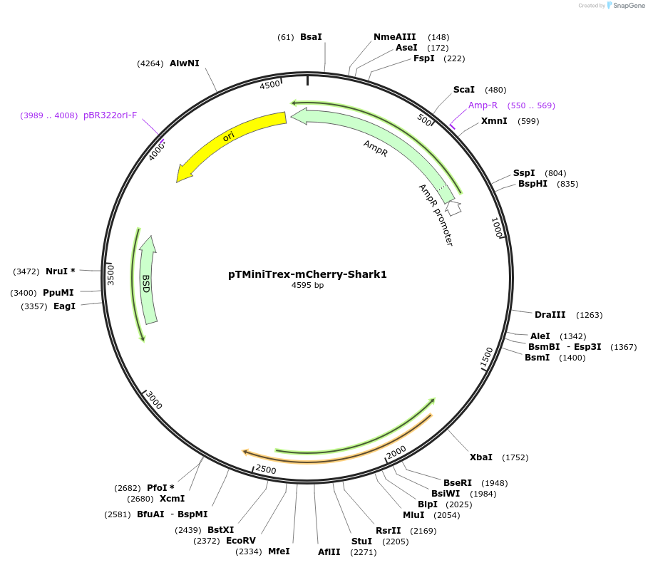 233143-plasmid-map-sequence-id-465795
