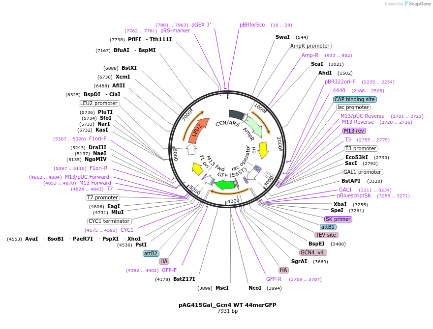 233000-plasmid-map-sequence-id-465797
