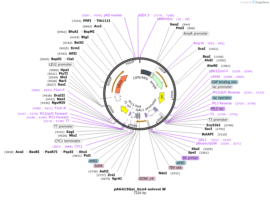 232977-plasmid-map-sequence-id-465872