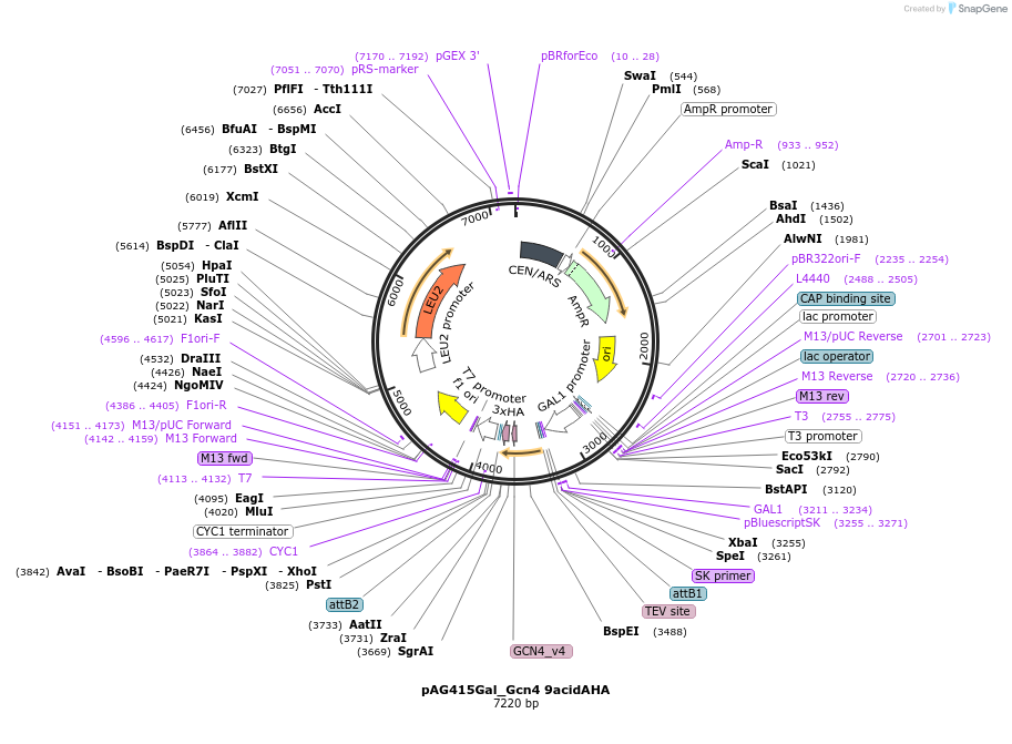 232997-plasmid-map-sequence-id-465899