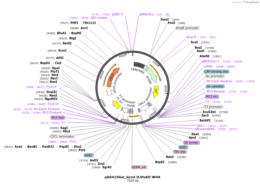 232995-plasmid-map-sequence-id-465900