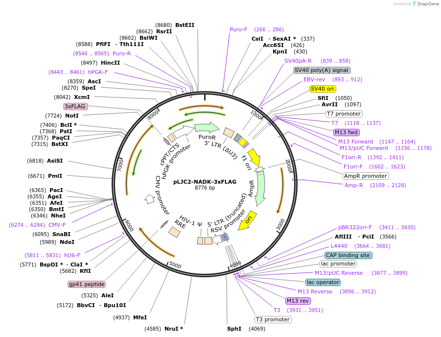 233888-plasmid-map-sequence-id-465958