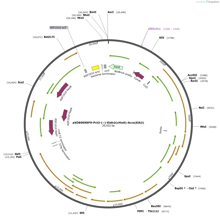 233868-plasmid-map-sequence-id-465968