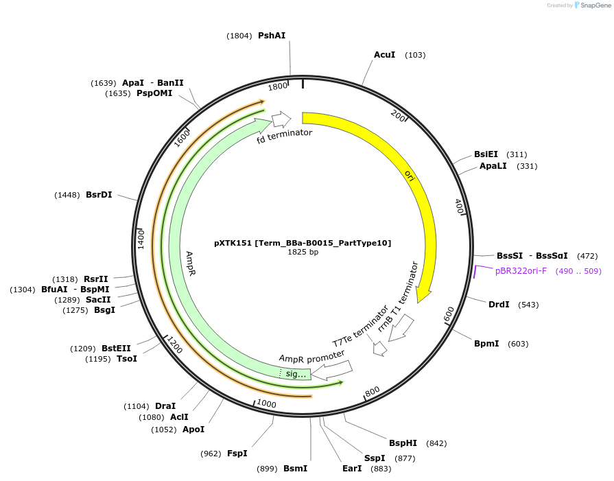 232596-plasmid-map-sequence-id-465991
