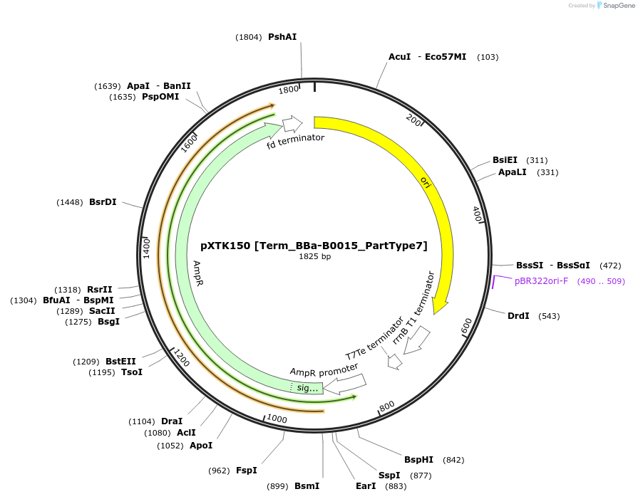 232597-plasmid-map-sequence-id-465992