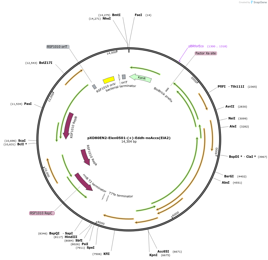 225310-plasmid-map-sequence-id-466010