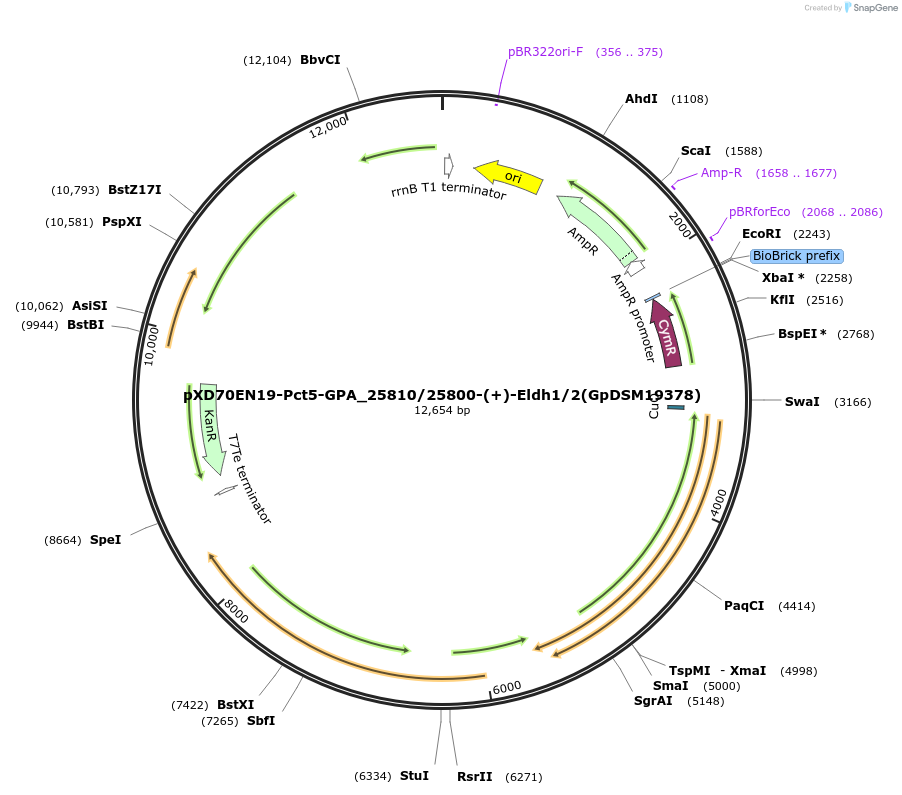 225305-plasmid-map-sequence-id-466011