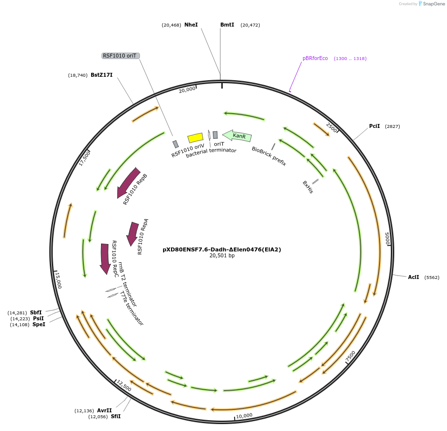 225321-plasmid-map-sequence-id-466013