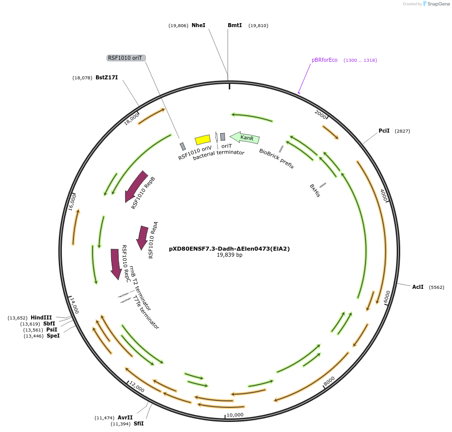225318-plasmid-map-sequence-id-466014