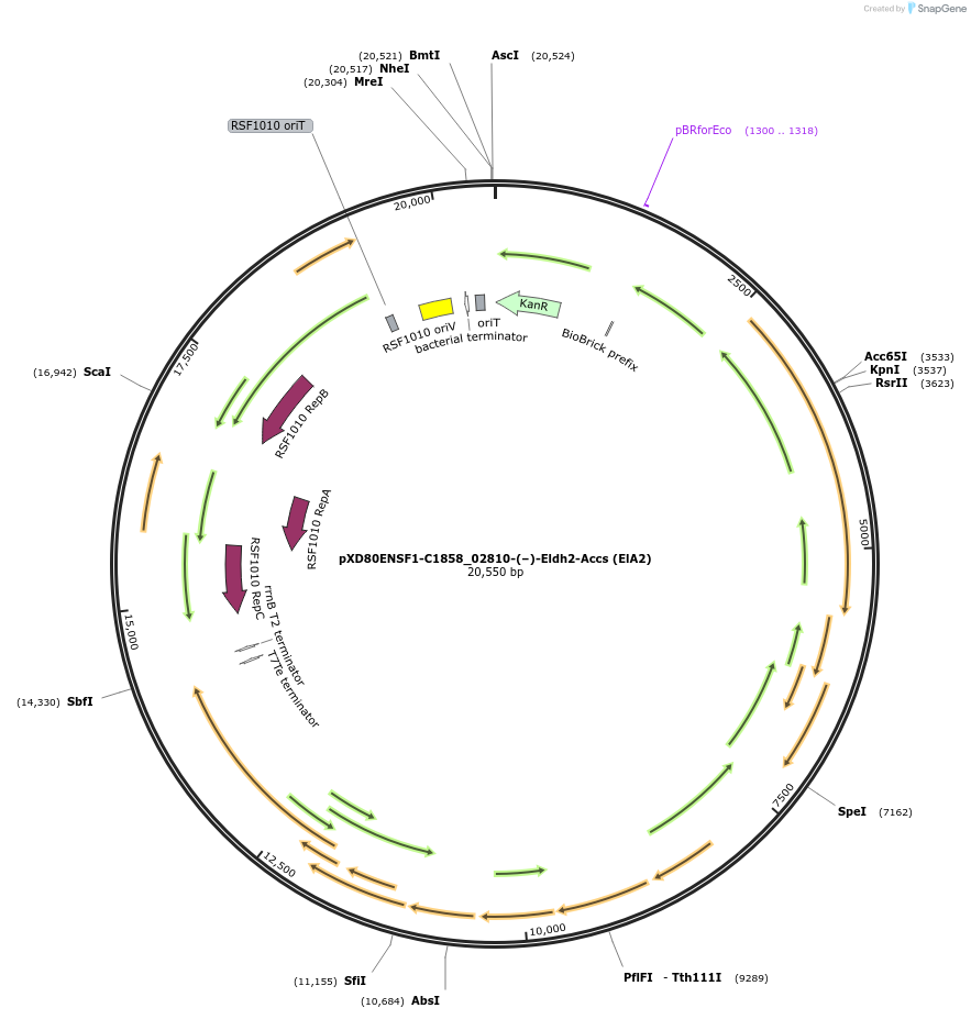 225296-plasmid-map-sequence-id-466016