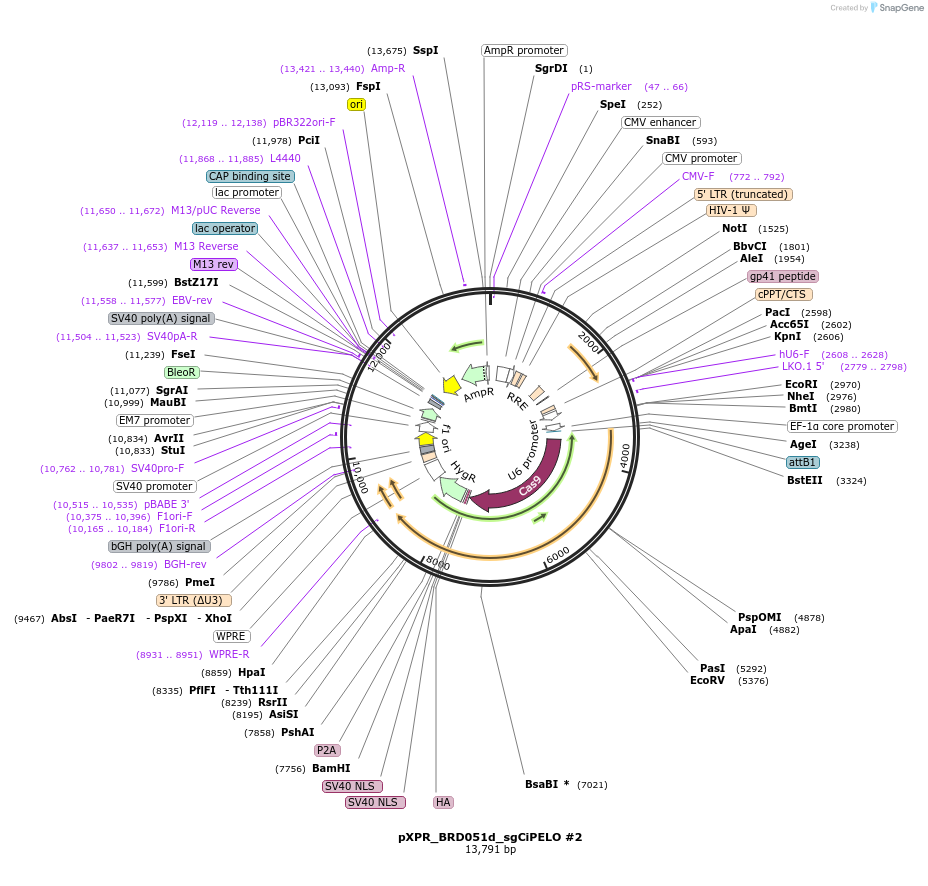 229018-plasmid-map-sequence-id-466028