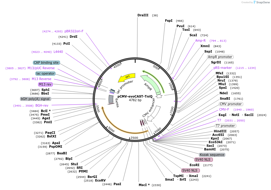234728-plasmid-map-sequence-id-466030