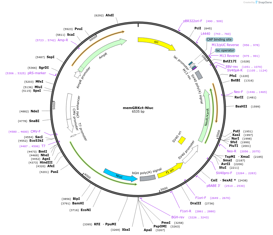 234753-plasmid-map-sequence-id-466032