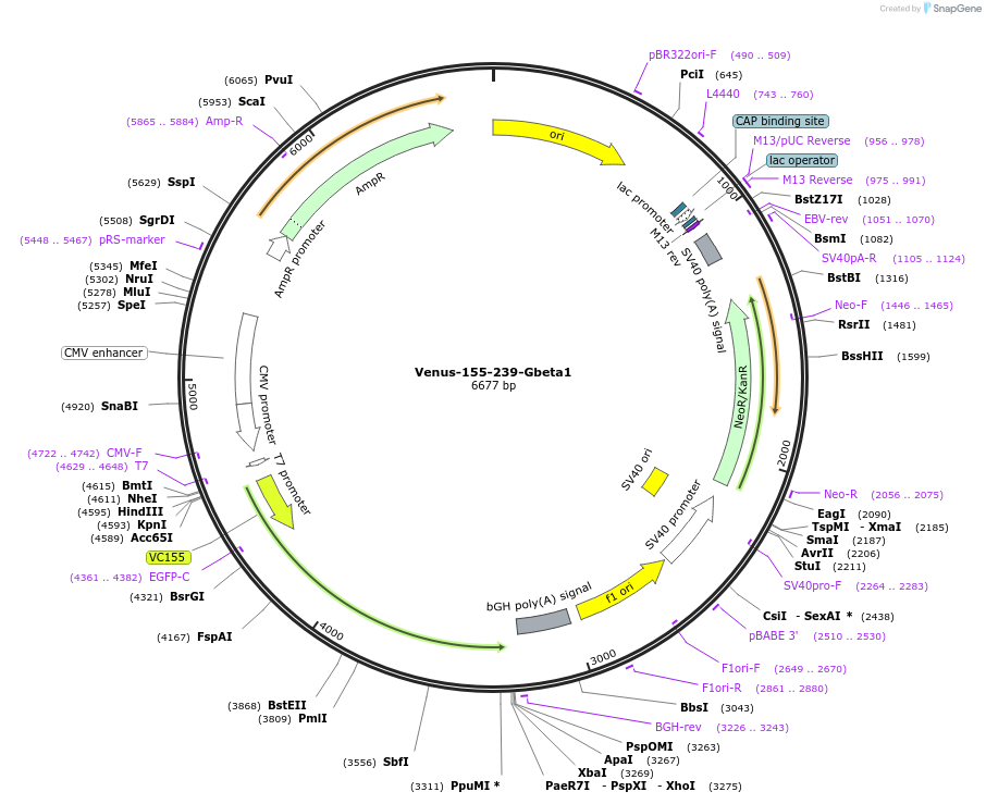 234751-plasmid-map-sequence-id-466033