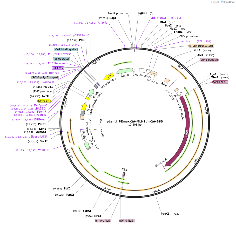 234072-plasmid-map-sequence-id-466038