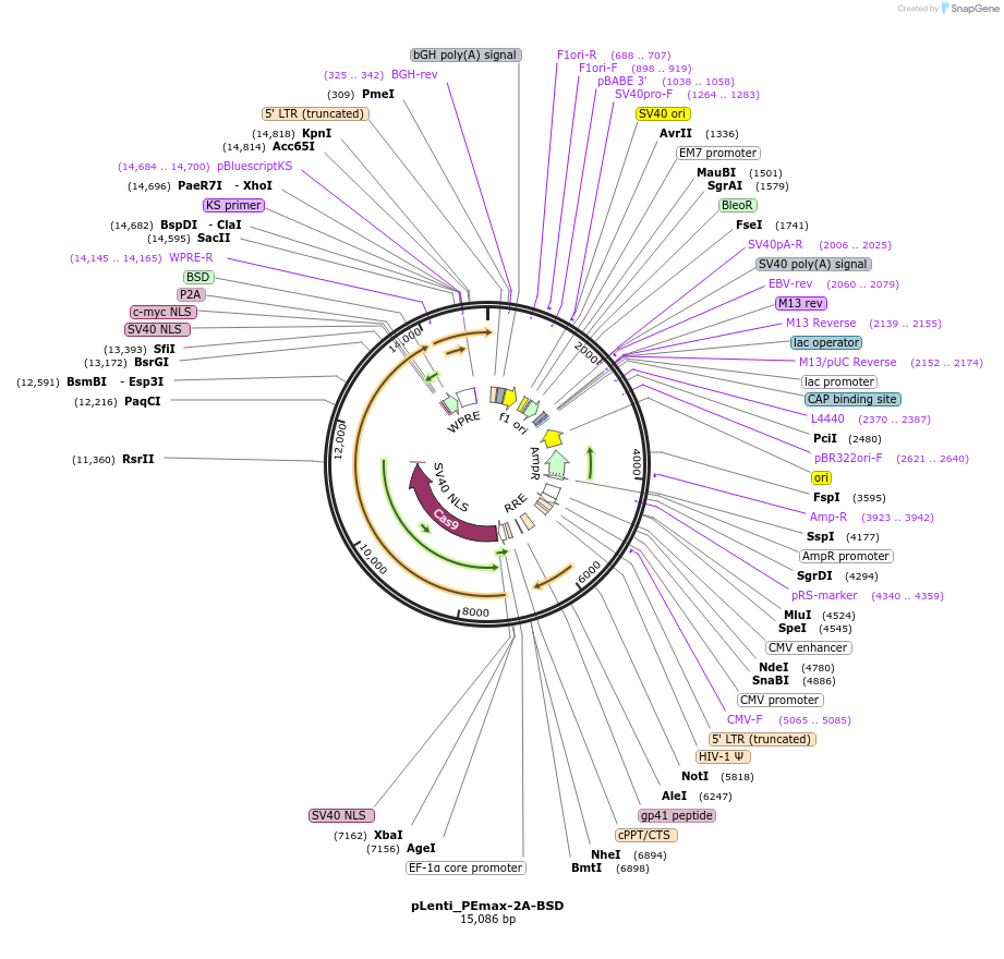234071-plasmid-map-sequence-id-466039