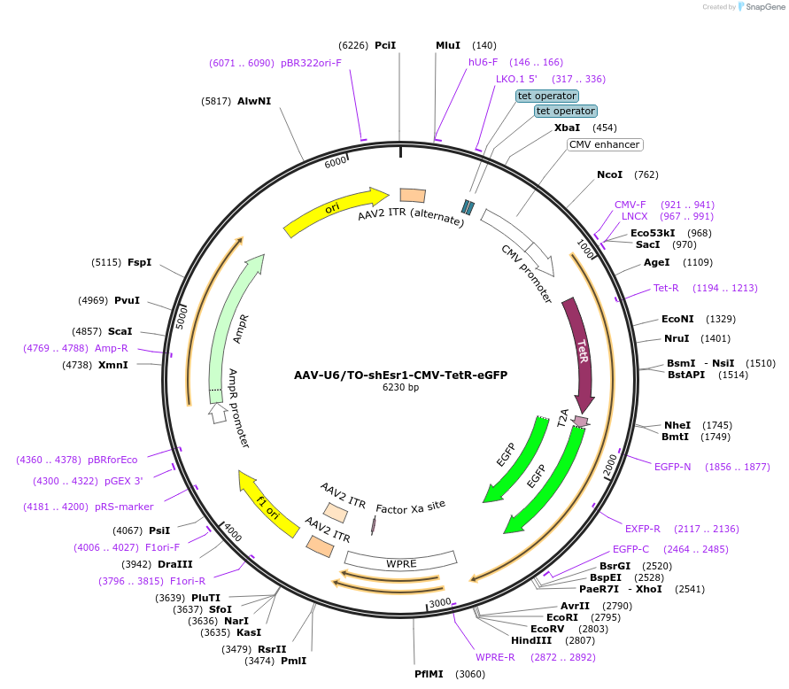 233298-plasmid-map-sequence-id-466097