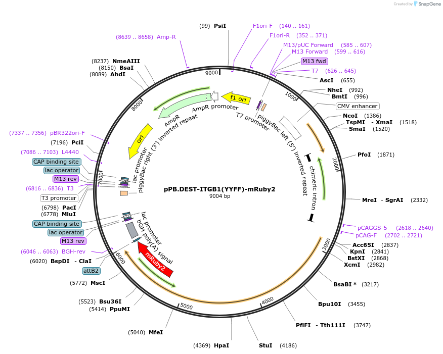 215449-plasmid-map-sequence-id-466098