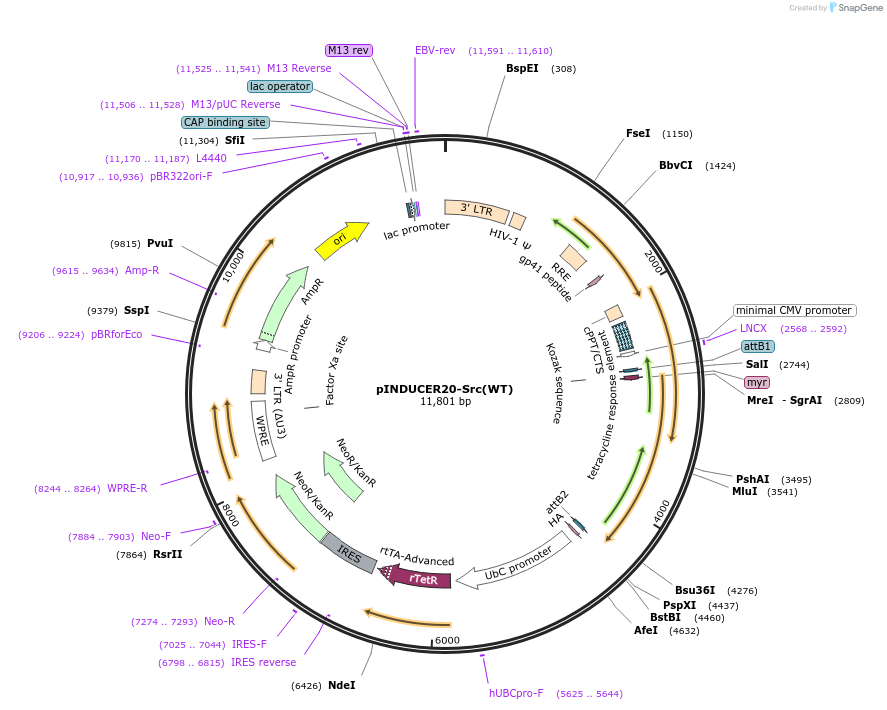 215463-plasmid-map-sequence-id-466102