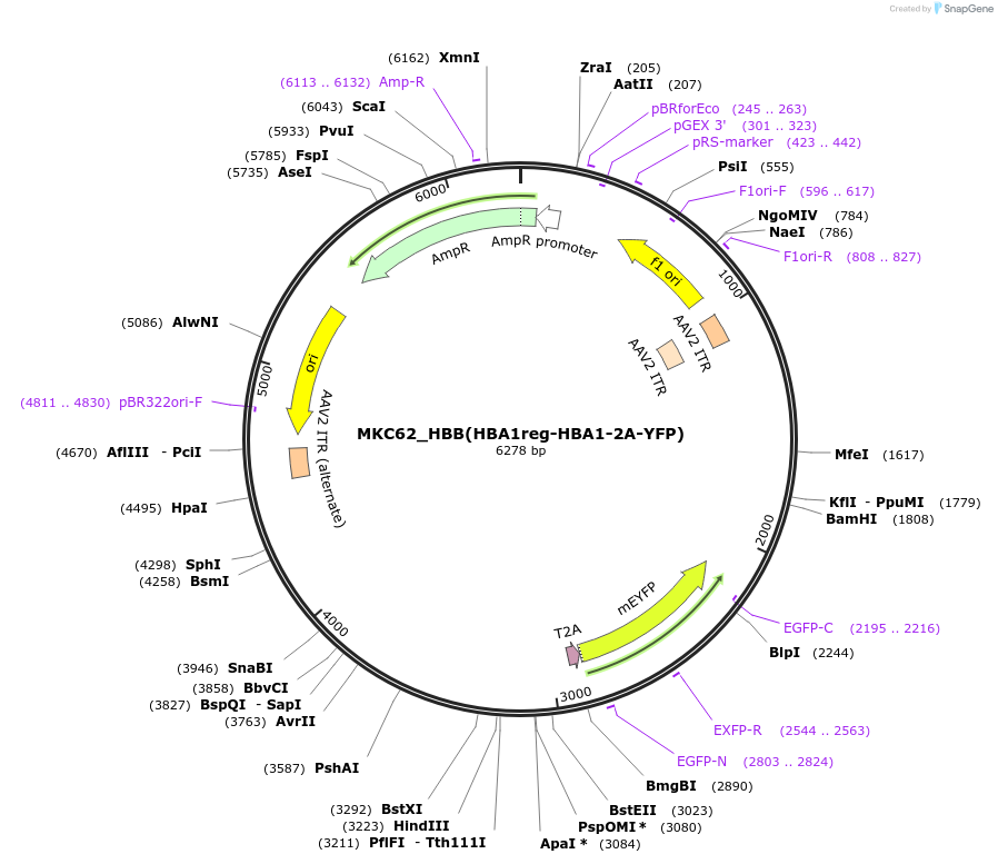 232408-plasmid-map-sequence-id-466143
