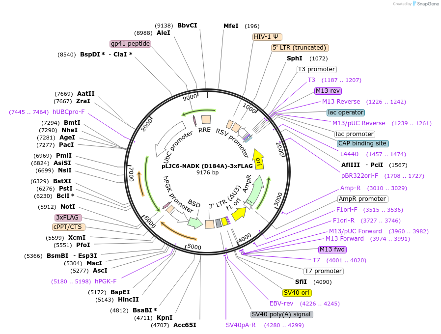 233894-plasmid-map-sequence-id-466151