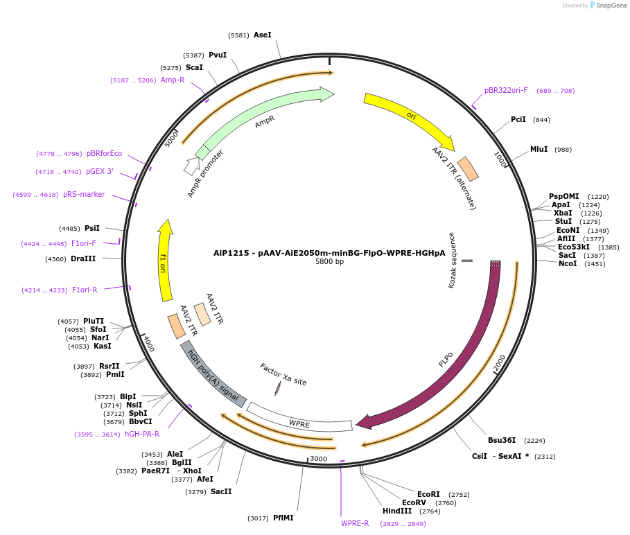 230589-plasmid-map-sequence-id-466191