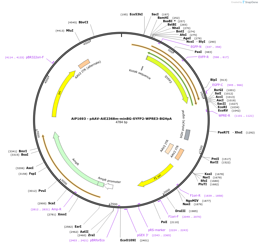 230694-plasmid-map-sequence-id-466194