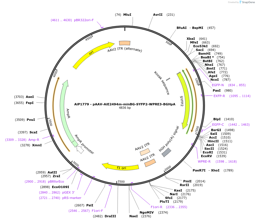 230712-plasmid-map-sequence-id-466195