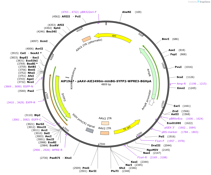 230743-plasmid-map-sequence-id-466196