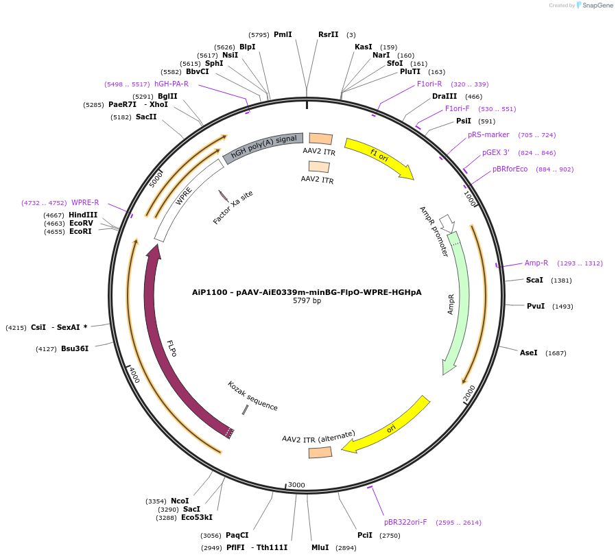 230571-plasmid-map-sequence-id-466200