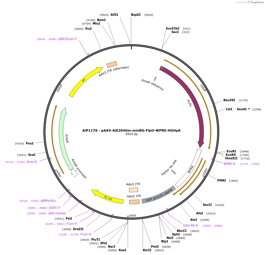 230575-plasmid-map-sequence-id-466204