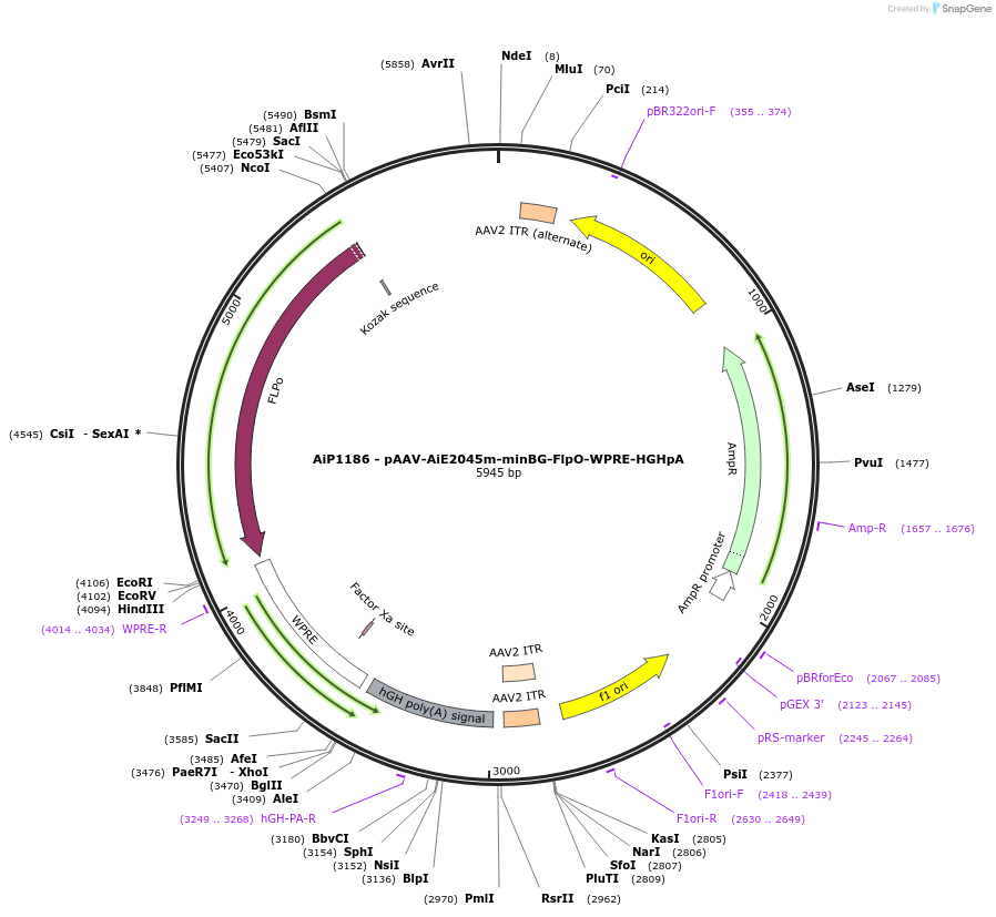 230577-plasmid-map-sequence-id-466206