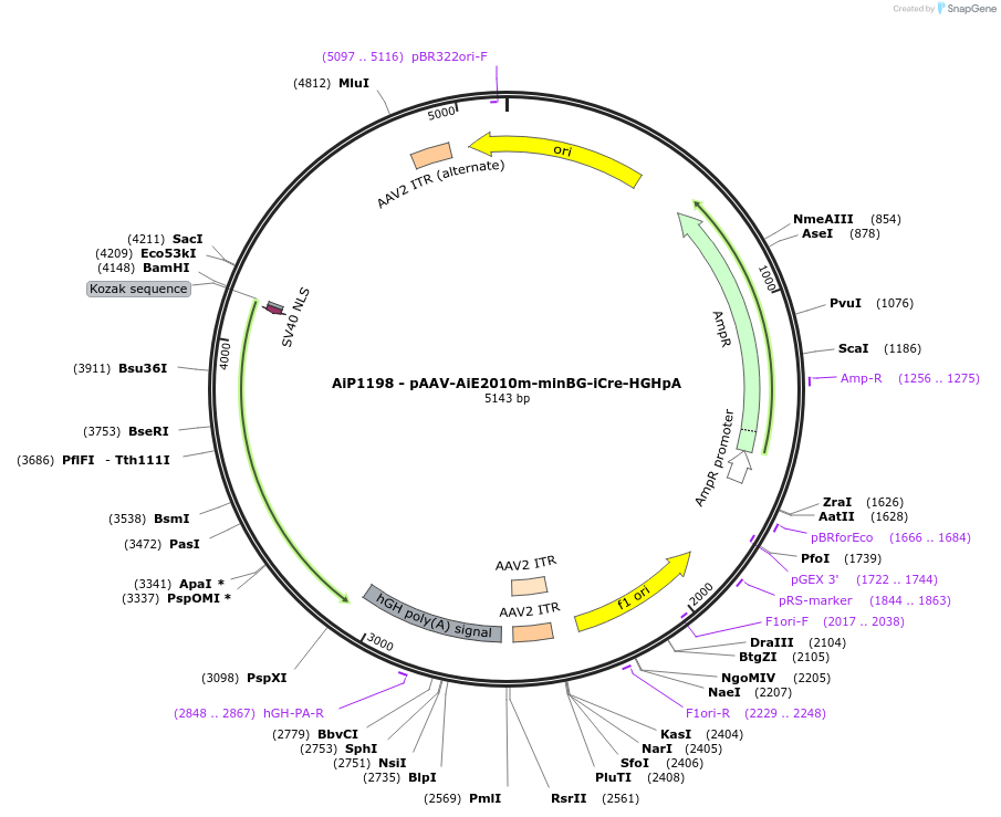 230584-plasmid-map-sequence-id-466209