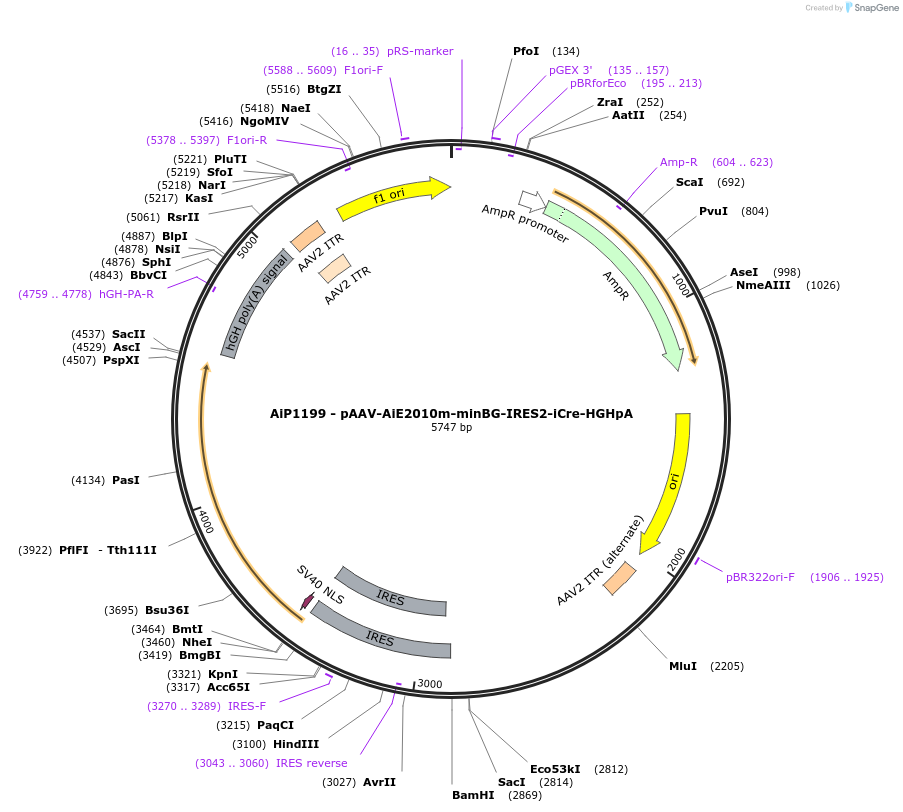 230585-plasmid-map-sequence-id-466210