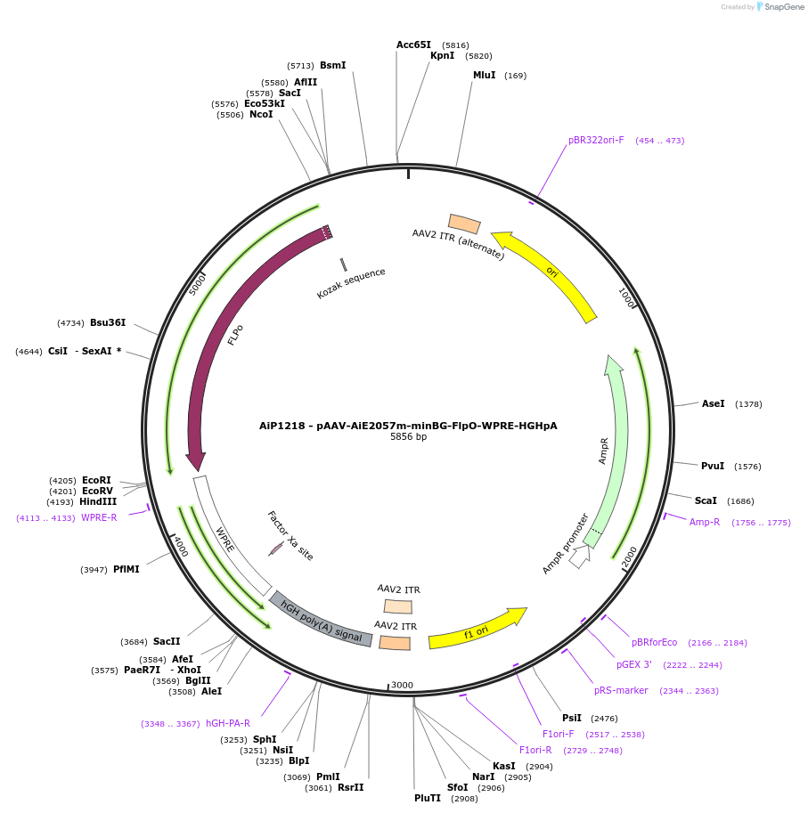 230592-plasmid-map-sequence-id-466214