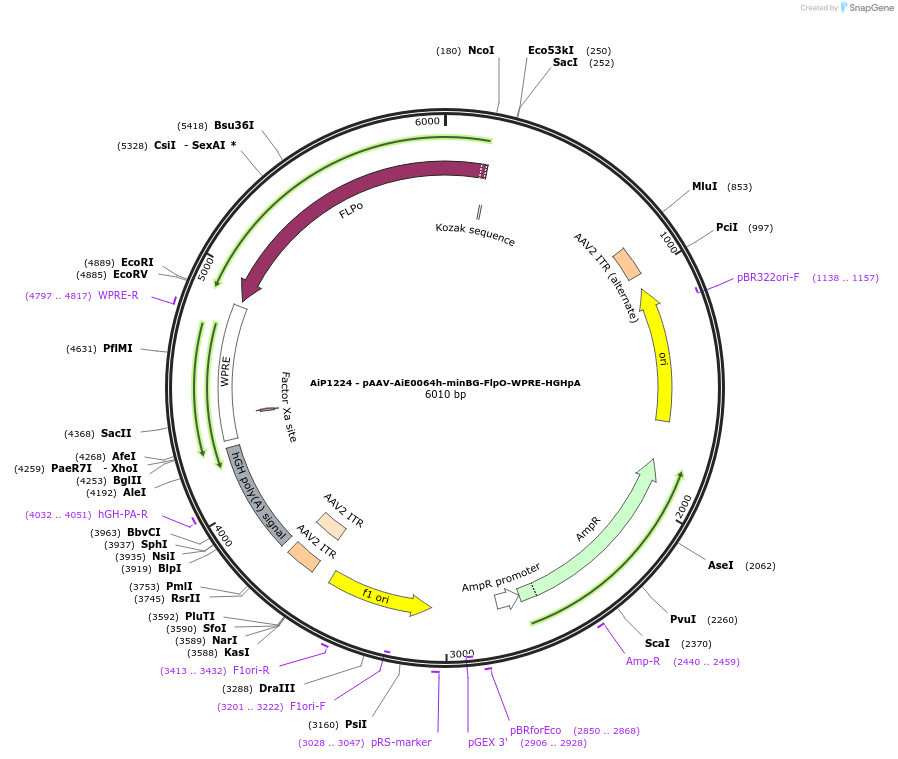 230594-plasmid-map-sequence-id-466215