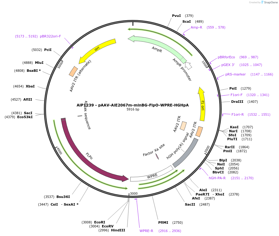 230600-plasmid-map-sequence-id-466220