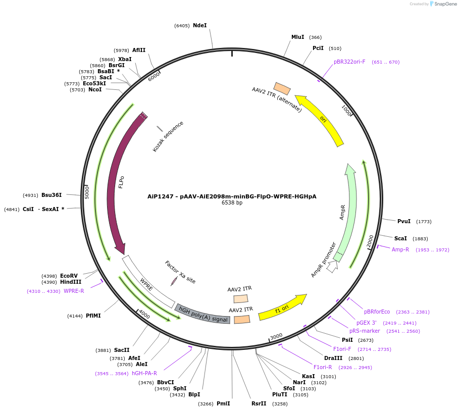 230603-plasmid-map-sequence-id-466223