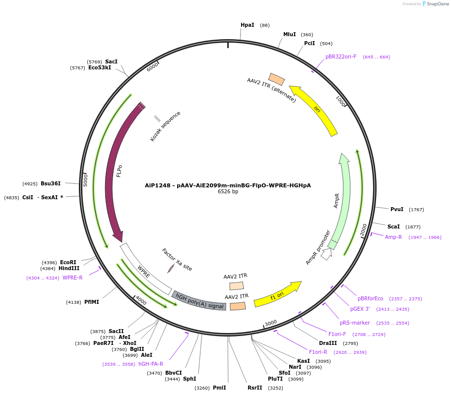 230604-plasmid-map-sequence-id-466224