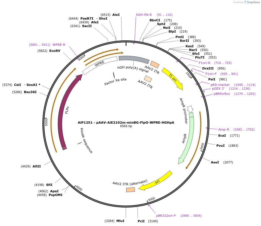 230606-plasmid-map-sequence-id-466226