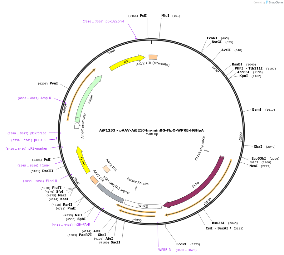 230608-plasmid-map-sequence-id-466228