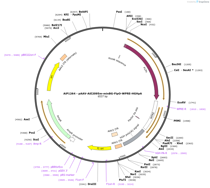 230609-plasmid-map-sequence-id-466229
