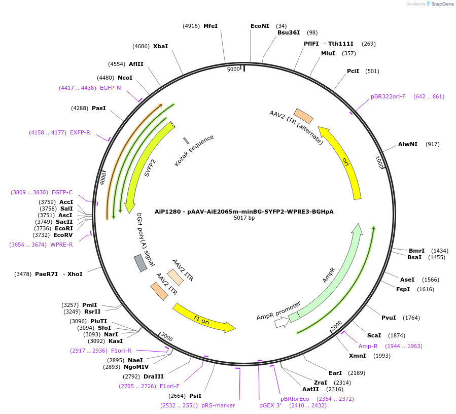 230614-plasmid-map-sequence-id-466233
