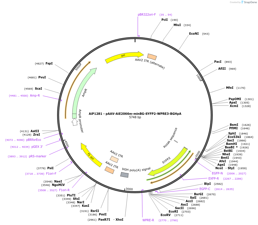 230615-plasmid-map-sequence-id-466234