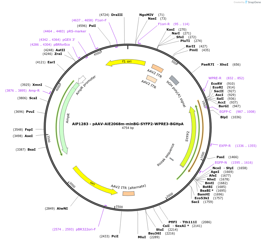 230617-plasmid-map-sequence-id-466236