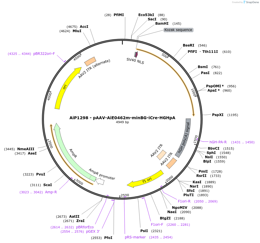 230619-plasmid-map-sequence-id-466238