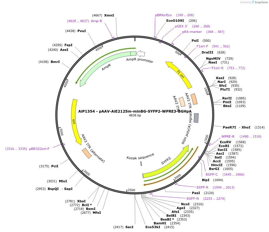 230624-plasmid-map-sequence-id-466240